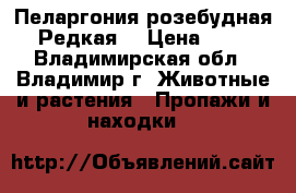 Пеларгония розебудная.  Редкая  › Цена ­ 380 - Владимирская обл., Владимир г. Животные и растения » Пропажи и находки   